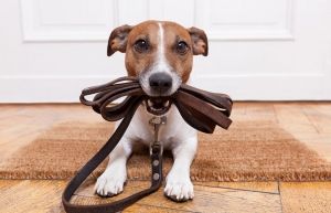 Каишки за разходка и нашийници