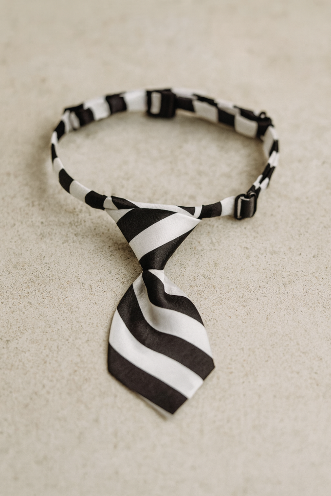 Вратовръзка за куче