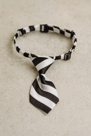 Вратовръзка за куче